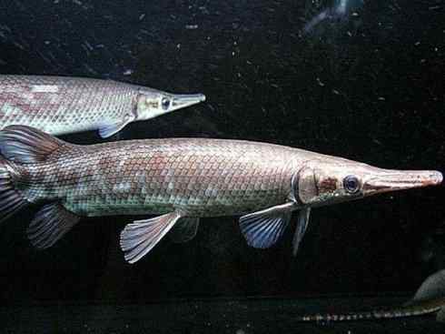 鱼类活化石：鳄雀鳝
