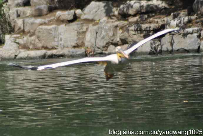 鹈鹕(抓拍) 鹈鹕(抓拍)