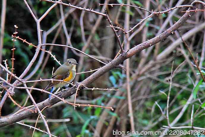 151.圣诞节送上12月份拍新鸟
