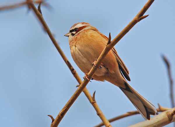 家乡的鸟（6），三道眉草鹀（组图）