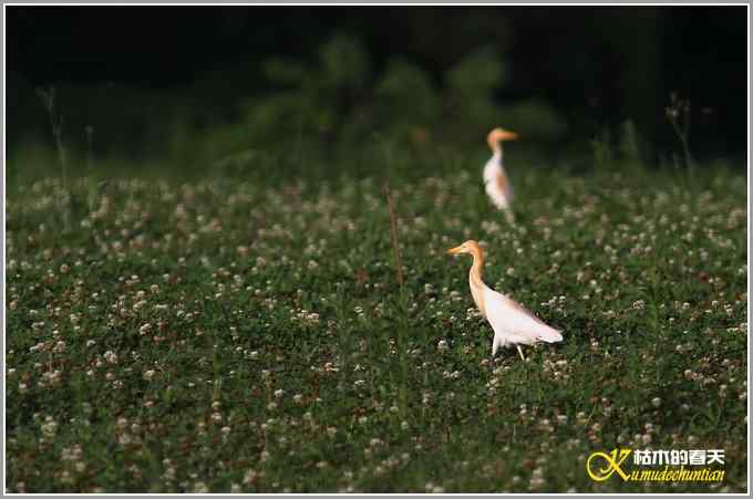 最后一抹夕阳下的鈥溑１仇剽潯菊掌