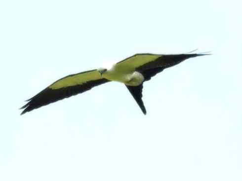 白头鸟系列：另类的美丽（燕尾鸢）