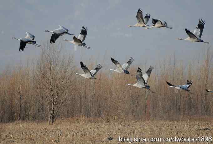 落地大鵟让偶急