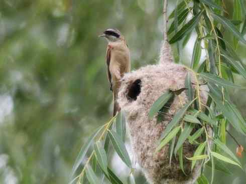 十大鸟类建筑师之二（织布鸟、维达雀）