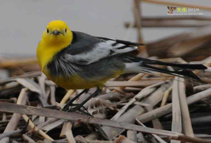 黄头鹡鸰：鹡鸰科最美的鸟儿