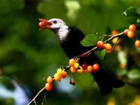 白头鸟系列:另类的美丽（黑短脚鹎）