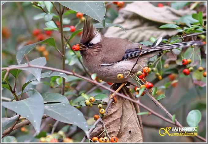 白领凤鹛【照片】