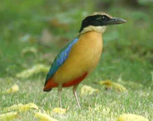 美丽无罪：雀鸟之八色鸫