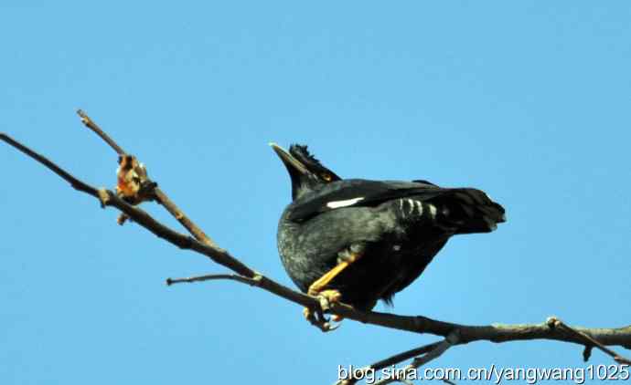 野生鸟(八哥) 野生鸟(八哥)