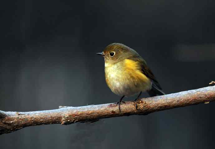 雌性红胁蓝尾鸲（23）