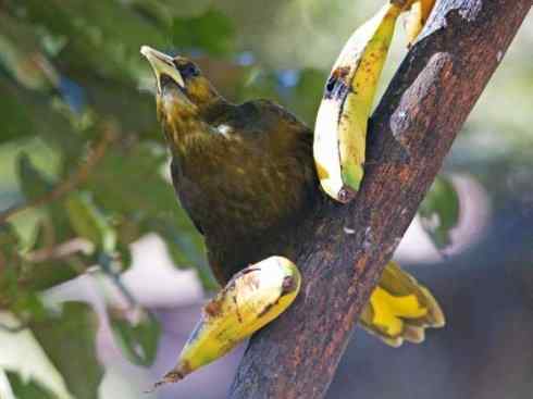 奇特的盔：拟椋鸟