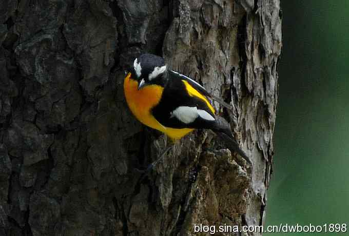 鸣音悦耳滴艳鸟--白眉姬鹟