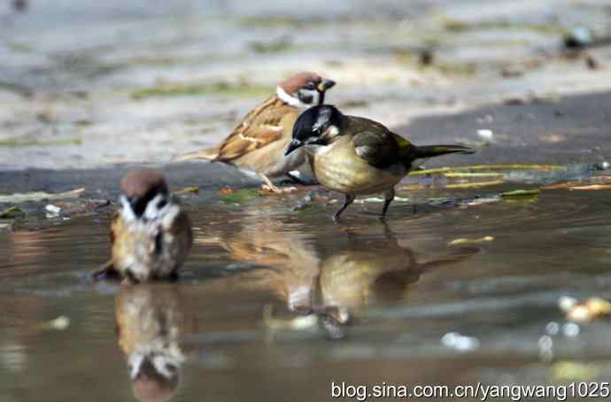 白头鹎bei（白头翁）