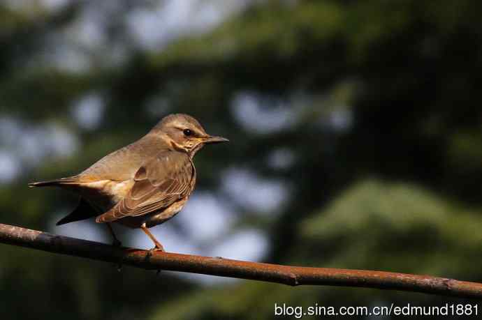 初哥守株待兔之收获