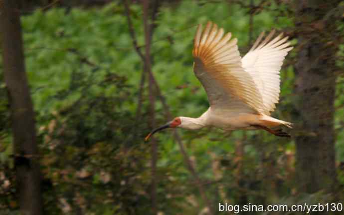 国之瑰宝，鸟类珍品鈥斺斨禧q（组图）