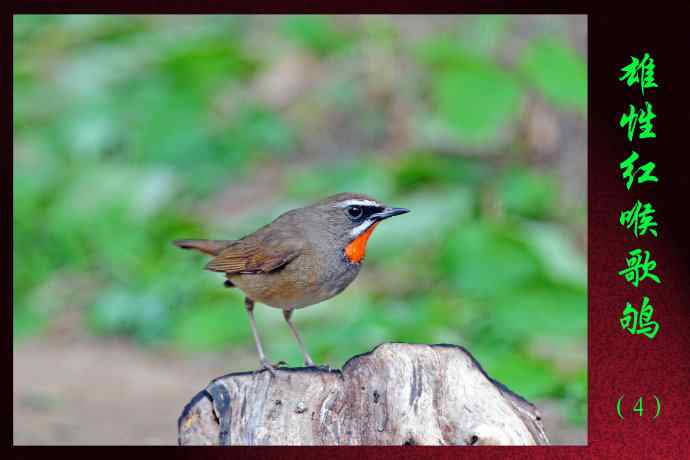 北京天坛公园的鸟类——雄性红喉歌鸲（4）