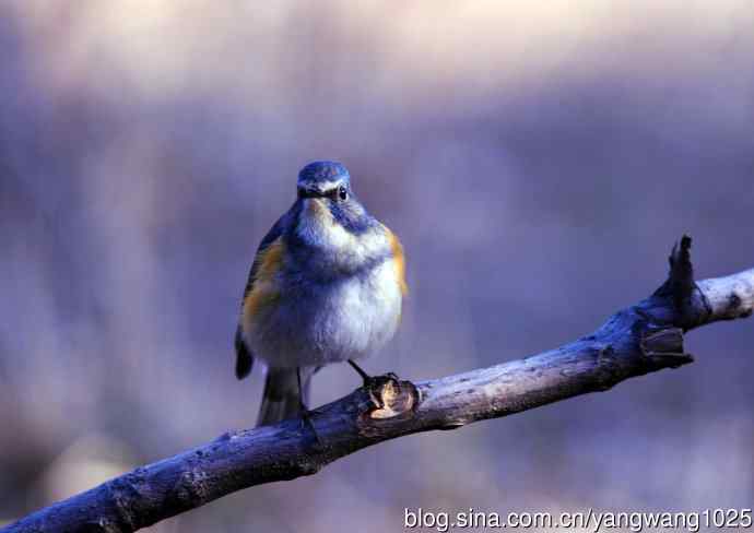 雄性红胁蓝尾鸲（3）