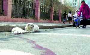 感动中国十大动物颁奖