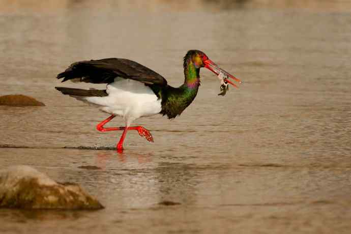 鹭鹳相争 wbr拍翁得意☆★