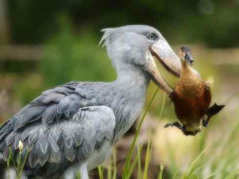 天生猎手：非猛禽类猎手之六（重量级的杀手——大型鹭鸟）