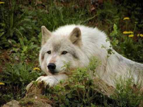 狈：传说的兽原型探秘（狼）