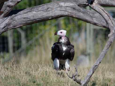 白头鸟系列：另类的美丽12