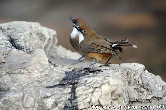 北京又现新品种(白喉噪鹛) wbr2