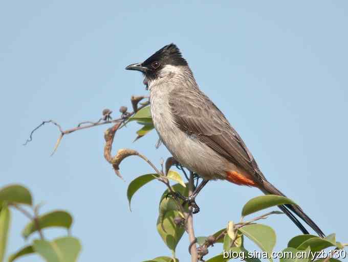 白喉红臀鹎(组图)