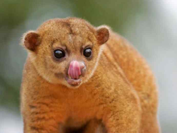 犬科：犬亚科鬃狼属的鬃狼