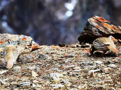 家禽驯化之源之十