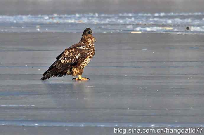 白头海雕亚成鸟