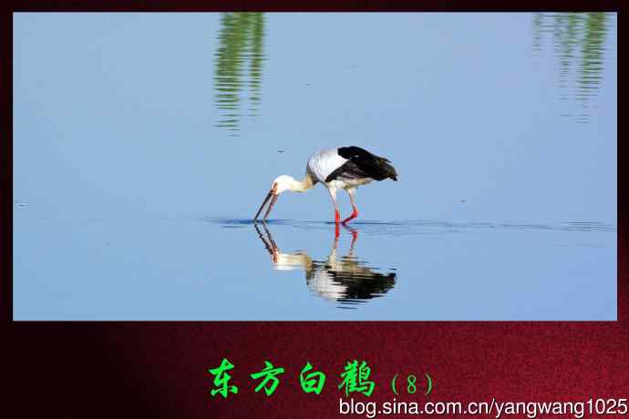 东方白鹳（8）