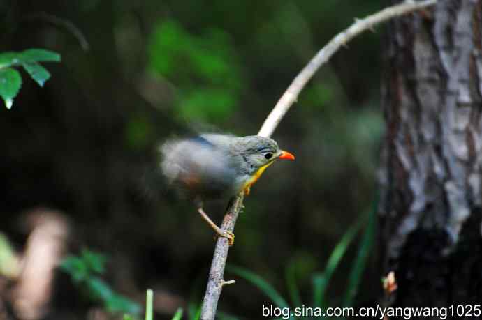 它发现了滴水的水龙头（红嘴相思鸟）