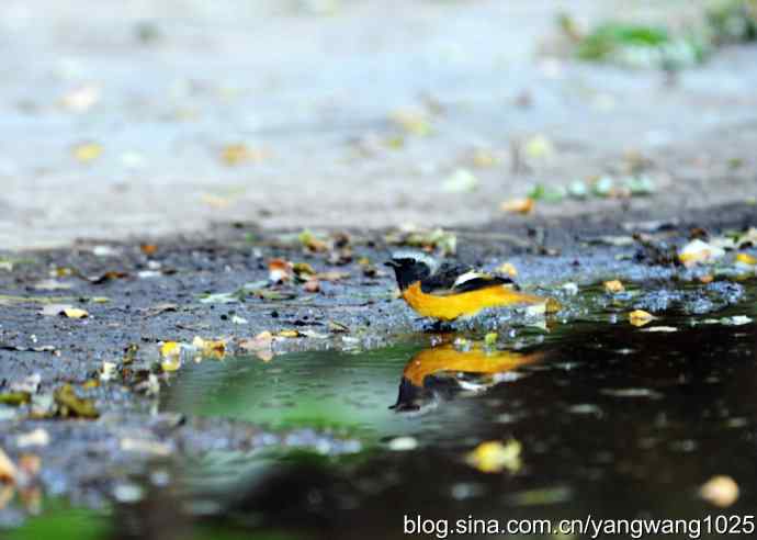 雄性北红尾鸲（1）