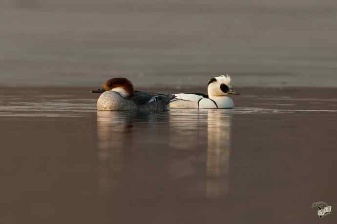 颐和园来了两只“熊猫鸭”——白秋沙鸭♂