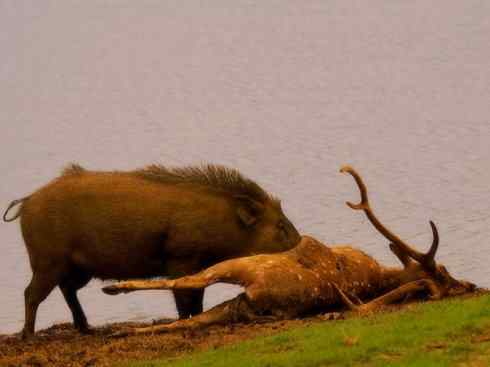 动物世界：山寨还是原创之四