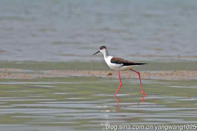 黑翅长脚鹬（7）