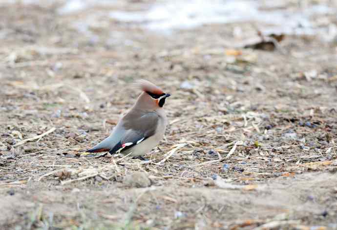 太平鸟(4) 太平鸟(4)