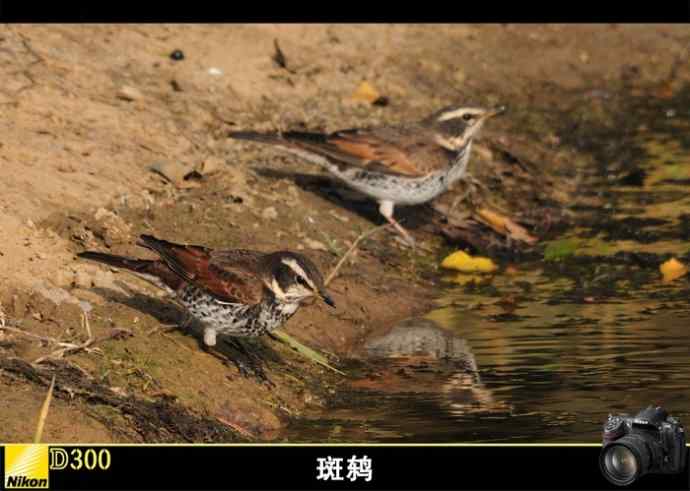 盘点2010-2011年冬季个人鸫类记录(无锡地区)