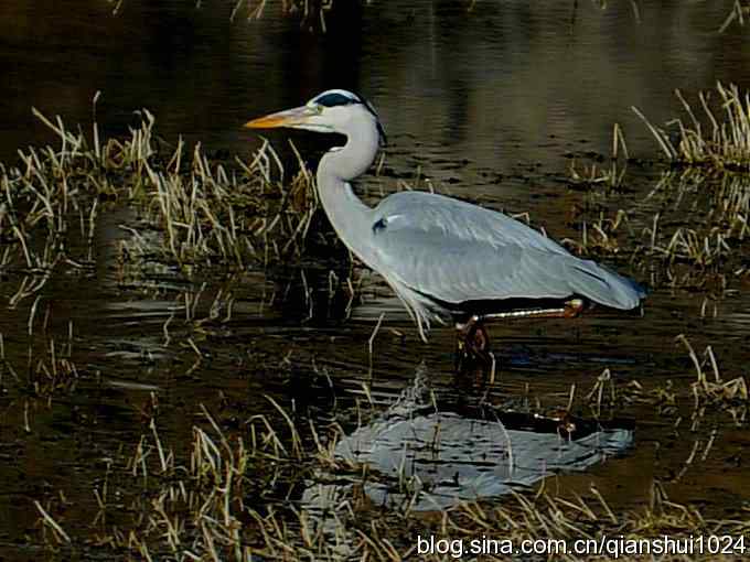 苍鹭抓鱼记(十渡) 苍鹭抓鱼记(十渡)