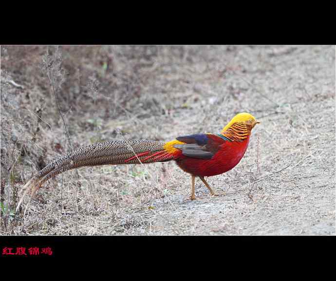雄雉于秦 wbr下上其音