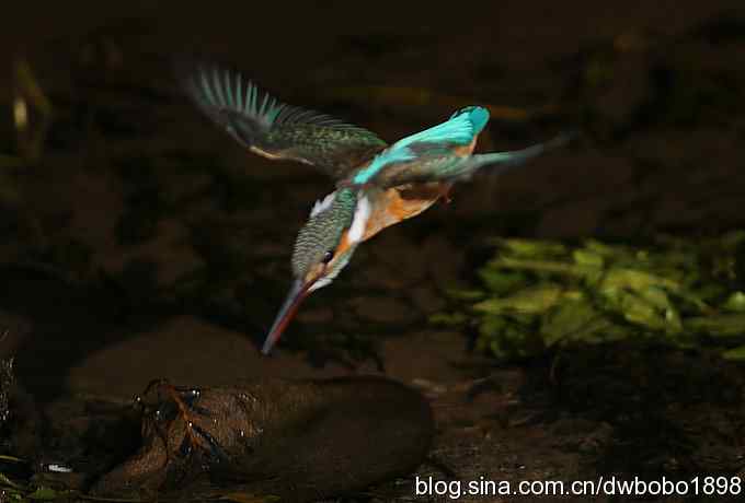 新年第一炮：小翠抓虾