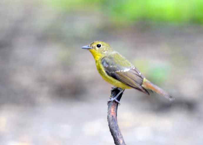 雌性绿背姬鶲（1）