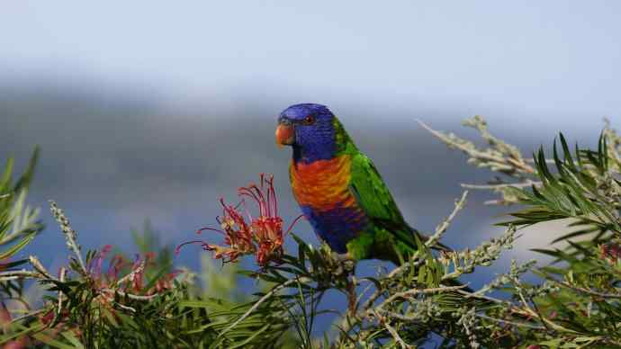 澳洲拍鸟鈥斺敳屎琊叙挠履