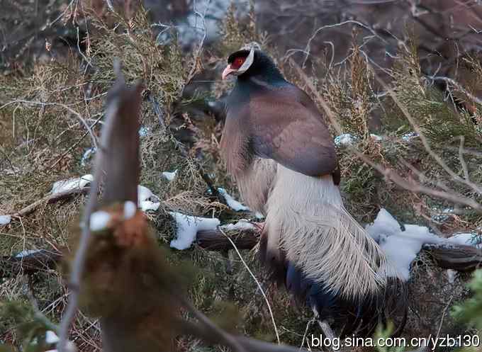 闪亮登场&bull;褐马鸡&bull;国家一级（组图，20张图片）