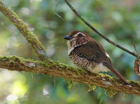 绝色攀禽：佛法僧目之地鴗