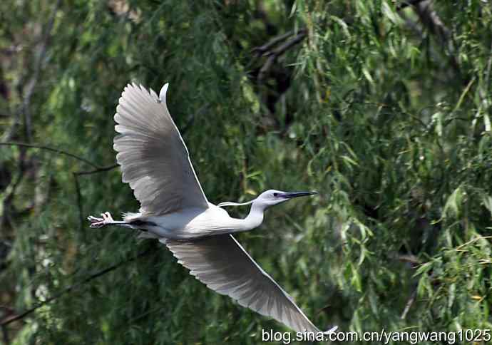 白鹭 白鹭