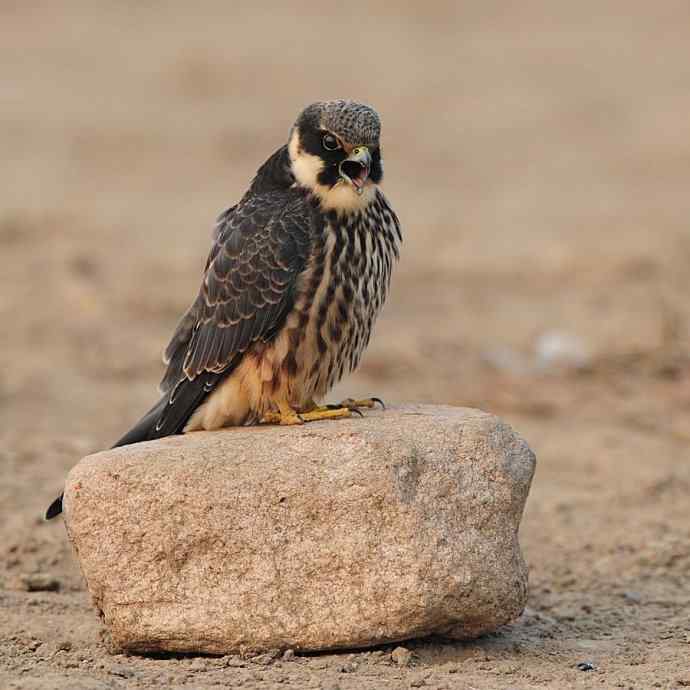 诠释燕隼“吐食丸”的全过程