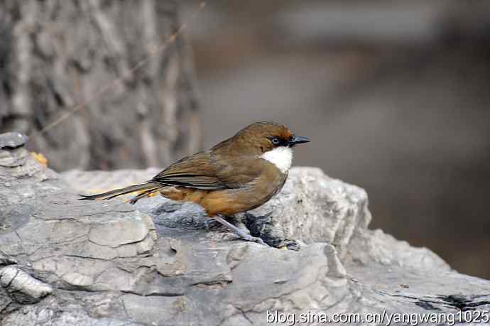 北京又现新品种(白喉噪鹛) wbr1 北京又现新品种(白喉噪鹛) wbr1