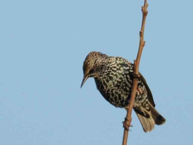 【亚平宁半岛之旅 wbr. wbr紫翅椋鸟】 【亚平宁半岛之旅 wbr. wbr紫翅椋鸟】